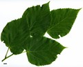SpeciesSub: subsp. caucasica